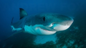 phoca_thumb_m_GB_bottom1 Fotografie Kuby