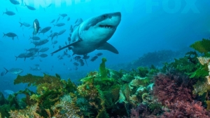 phoca_thumb_m_GB_bottom2 Fotografie Kuby