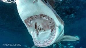 phoca_thumb_m_GB_surface10 Fotografie Kuby