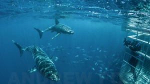 phoca_thumb_m_GB_surface3 Fotografie Kuby