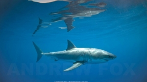 phoca_thumb_m_GB_surface4 Fotografie Kuby