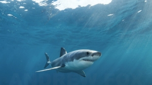 phoca_thumb_m_GB_surface5 Fotografie Kuby